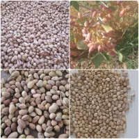 انواع پسته دهن بسته،پوچوروآبی  خشک شماراخریدارم