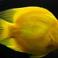 ماهی پرت فروشی