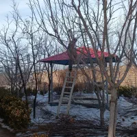 هرس و فرم دهی درختان مثمر و غیر مثمر