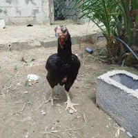 مرغ خروس