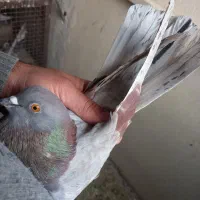 کبوترروبه راه وپرشی|پرنده|کاشان, فین کوچک|دیوار