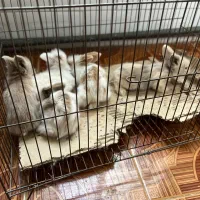 فروش بچه خرگوش آنگورا وجرسی ولوپی ومینیاتوری|موش و خرگوش|کرمانشاه, |دیوار