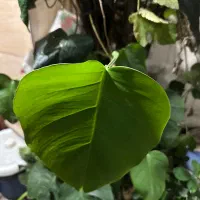 گل خانگی|گل و گیاه طبیعی|رشت, باهنر|دیوار