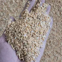 گندم مرغی ، خورده گندم