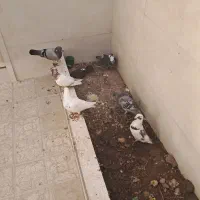 کبوتر