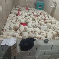 مرغ زنده