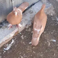 زرد. کفتر زرد. گوک. کبوتر