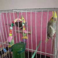 عروس هلندی نر و ماده