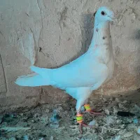 کله هما زرد پر خال