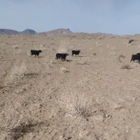 بز و میش|حیوانات مزرعه|سربیشه, |دیوار