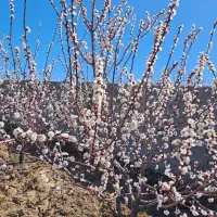 باغ واقع در دهکده توریستی امند