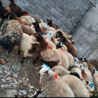 گوسفندزنده سید