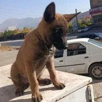 سگ.|سگ|آبعلی, |دیوار