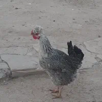 مرغ لری|حیوانات مزرعه|مسجد سلیمان, |دیوار