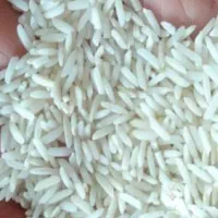 برنج طارم هاشمی یکدست بدون استفاده سم وباعطروبوخوب