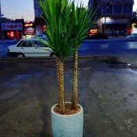 نمایشگاه گل و گیاه باران|گل و گیاه طبیعی|نیشابور, فضل|دیوار