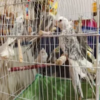 عروس هلندی|پرنده|تهران, جیحون|دیوار