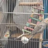 فروش یه جفت عروس هلندی|پرنده|رباطکریم, انجم آباد|دیوار