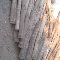 خرید چوب ساختمانی درختی  ذغالی