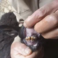 کاور بران جوان|حیوانات مزرعه|مریوان, |دیوار