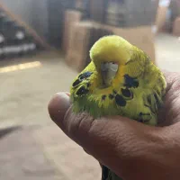 مرغ عشق هلندی