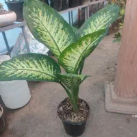 بهترین گل های خانه برای شما|گل و گیاه طبیعی|خوی, |دیوار