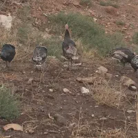 بوقلمون در شهرستان شوط|حیوانات مزرعه|ماکو, |دیوار