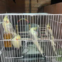 فروش عروس هلندی سالم و سرحال