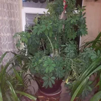 گلهای آپارتمانی|گل و گیاه طبیعی|قدس, شهرقدس|دیوار