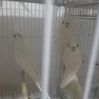 عروس البینو‌و