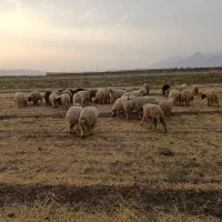 55عدد بره آماده پروار 60تا65کیلو