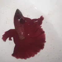 ماهی فایتر نر و ماده|ماهی|قدس, شهرقدس|دیوار