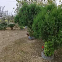 اجاره خانه ویلایی|اجارهٔ کوتاهمدت آپارتمان و سوئیت|شفت, |دیوار