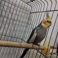 عروس هلندی ، نر ، ذات دار