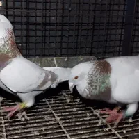 جفت پیازی درجه یک