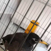 مرغ مینا|پرنده|رضوانشهر, |دیوار