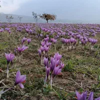 فروش زعفران عمده و جزئی