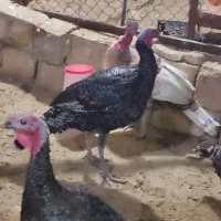 بوقلمون نر جوان|حیوانات مزرعه|فسا, |دیوار