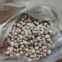 نخود ولوبیا چیتی گرد و عدس محلی درجه یک و عالی