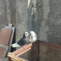 کبوتر جفت دم تخم|پرنده|قرچک, فردیس|دیوار