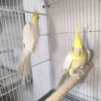 دو جفت عروس هلندی|پرنده|بندرعباس, |دیوار