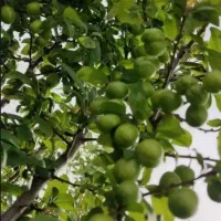 باغچه-600-متری