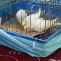 عروس هلندی مولد با جوجه|پرنده|کرج, حصارک پایین|دیوار