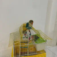 دو عدد طوطی برزیلی