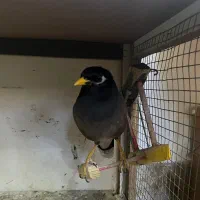 مرغ مینای کاملا دستی|پرنده|قزوین, |دیوار