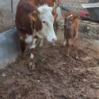 گاوسیمنتال|حیوانات مزرعه|آوج, |دیوار