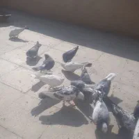 کفتر پرشی|پرنده|کهریزک, |دیوار