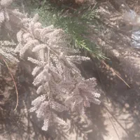 سیم کارت رند همراه اول