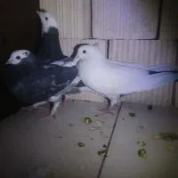 کبوتر