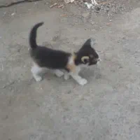 واگذاری گربه